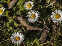 Bellis perennis 82, Madeliefje, Saxifraga-Jan van der Straaten