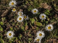 Bellis perennis 86, Madeliefje, Saxifraga-Jan van der Straaten