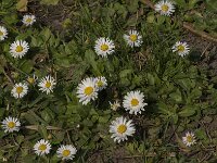 Bellis perennis 88, Madeliefje, Saxifraga-Jan van der Straaten