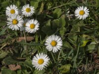 Bellis perennis 89, Madeliefje, Saxifraga-Jan van der Straaten