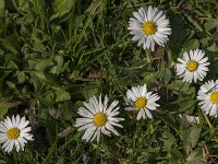 Bellis perennis 90, Madeliefje, Saxifraga-Jan van der Straaten