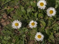 Bellis perennis 91, Madeliefje, Saxifraga-Jan van der Straaten