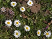 Bellis perennis 92, Madeliefje, Saxifraga-Jan van der Straaten