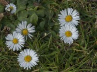 Bellis perennis 94, Madeliefje, Saxifraga-Jan van der Straaten