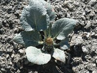 Berardia subacaulis 1, Saxifraga-Jan van der Straaten