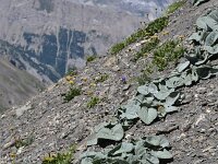 Berardia subacaulis 10, Saxifraga-Harry Jans