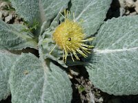 Berardia subacaulis 5, Saxifraga-Jan van der Straaten