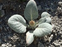 Berardia subacaulis 6, Saxifraga-Jan van der Straaten