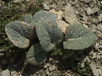 Berardia subacaulis 7, Saxifraga-Willem van Kruijsbergen