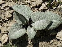 Berardia subacaulis 8, Saxifraga-Willem van Kruijsbergen
