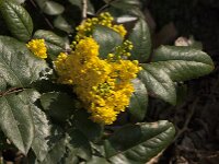 Berberis aquifolium 16, Mahonie, Saxifraga-Jan van der Straaten