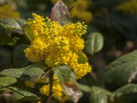 Berberis aquifolium 18, Mahonie, Saxifraga-Jan van der Straaten
