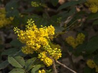 Berberis aquifolium 19, Mahonie, Saxifraga-Jan van der Straaten