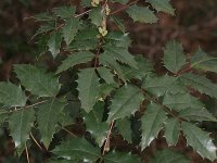 Berberis aquifolium 2, Mahonie, Saxifraga-Rutger Barendse