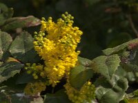 Berberis aquifolium 21, Mahonie, Saxifraga-Jan van der Straaten
