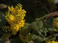 Berberis aquifolium 22, Mahonie, Saxifraga-Jan van der Straaten