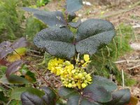 Berberis aquifolium 3, Mahonie, Saxifraga-Rutger Barendse