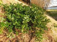 Berberis aquifolium 4, Mahonie, Saxifraga-Rutger Barendse