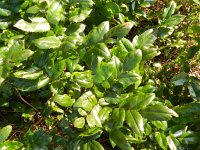 Berberis aquifolium 5, Mahonie, Saxifraga-Rutger Barendse