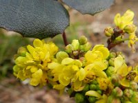 Berberis aquifolium 6, Mahonie, Saxifraga-Rutger Barendse
