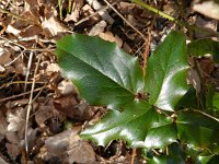 Berberis aquifolium 7, Mahonie, Saxifraga-Rutger Barendse