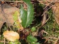 Berberis julianae 2, Saxifraga-Rutger Barendse