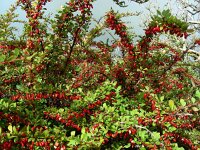 Berberis thunbergii 10, Japanse berberis, Saxifraga-Ed Stikvoort