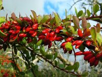 Berberis thunbergii 11, Japanse berberis, Saxifraga-Ed Stikvoort