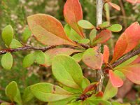 Berberis thunbergii 2, Japanse berberis, Saxifraga-Rutger Barendse