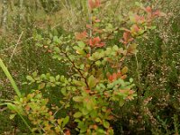 Berberis thunbergii 3, Japanse berberis, Saxifraga-Rutger Barendse