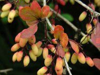 Berberis thunbergii 4, Japanse berberis, Saxifraga-Ed Stikvoort