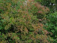 Berberis thunbergii 5, Japanse berberis, Saxifraga-Ed Stikvoort