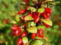 Berberis thunbergii 6, Japanse berberis, Saxifraga-Ed Stikvoort