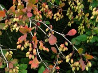 Berberis thunbergii 7, Japanse berberis, Saxifraga-Ed Stikvoort