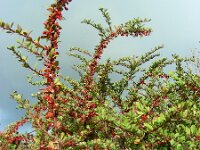 Berberis thunbergii 8, Japanse berberis, Saxifraga-Ed Stikvoort