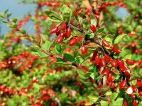 Berberis thunbergii 9, Japanse berberis, Saxifraga-Ed Stikvoort