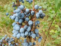 Berberis vulgaris 10, Zuurbes, Saxifraga-Rutger Barendse