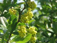 Berberis vulgaris 4, Zuurbes, Saxifraga-Jasenka Topic
