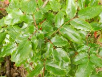 Berberis vulgaris 9, Zuurbes, Saxifraga-Rutger Barendse