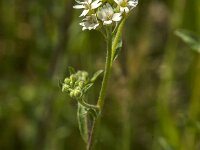 Berteroa incana 28, Grijskruid, Saxifraga-Jan van der Straaten