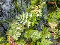 Berula erecta 10, Kleine watereppe, Saxifraga-Rutger Barendse