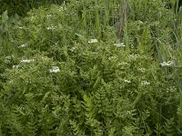 Berula erecta 23, Kleine watereppe, Saxifraga-Willem van Kruijsbergen