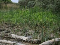 Berula erecta 27, Kleine watereppe, Saxifraga-Hans Boll