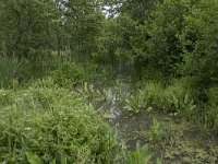 Berula erecta 38, Kleine watereppe, Saxifraga-Willem van Kruijsbergen