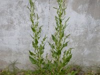 Beta vulgaris ssp maritima 27, Strandbiet, Saxifraga-Ed Stikvoort