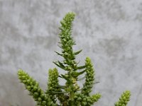 Beta vulgaris ssp maritima 29, Strandbiet, Saxifraga-Ed Stikvoort
