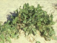Beta vulgaris ssp vulgaris 1, Gekweekte biet, Saxifraga-Piet Zomerdijk