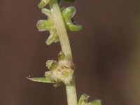 Beta vulgaris ssp vulgaris 10, Biet, Saxifraga-Rutger Barendse