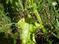 Beta vulgaris ssp vulgaris 12, Biet, Saxifraga-Rutger Barendse