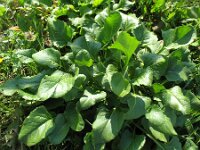 Beta vulgaris ssp vulgaris 2, Gekweekte biet, Saxifraga-Rutger Barendse